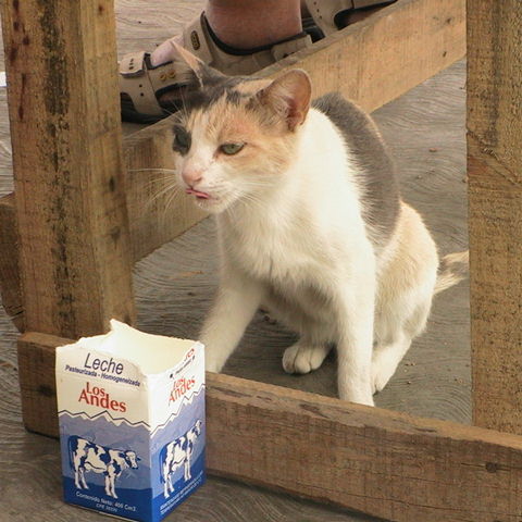 Ambriento Gato