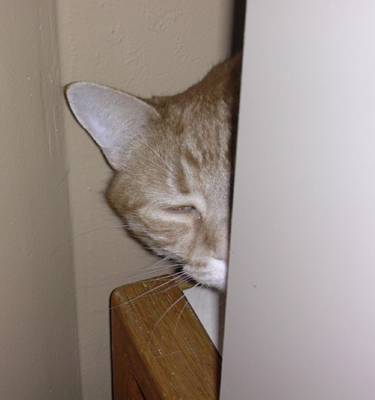 hiding