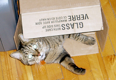 Schrodinger's cat gets away