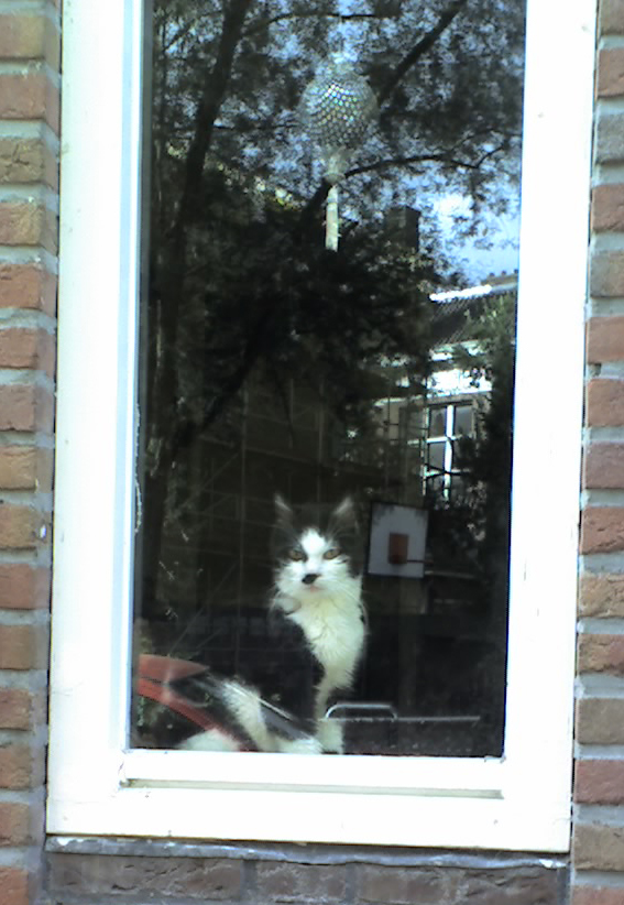 netherlands-cat.jpg