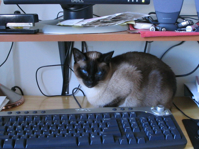 Zoe at the keyboard